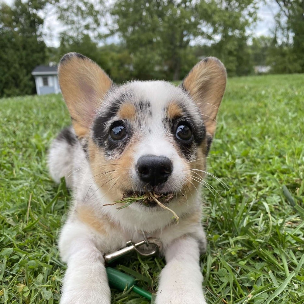 1st March 2024 National Welsh Corgi Day HD Photos